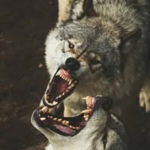 Wolf Moatez B.